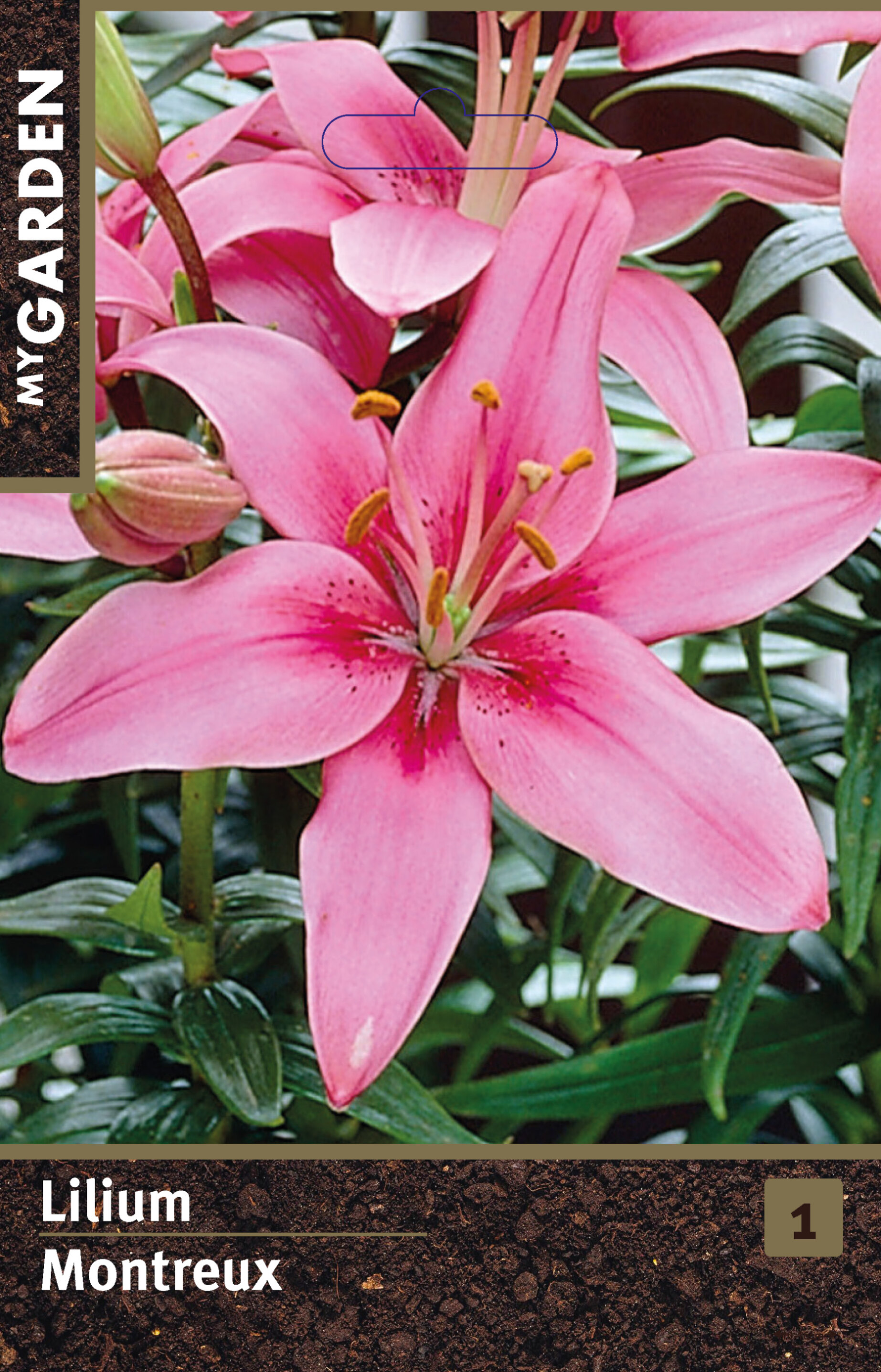 Лилия азиатская Монтрё